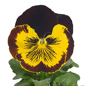 Cats Plus Red & Gold