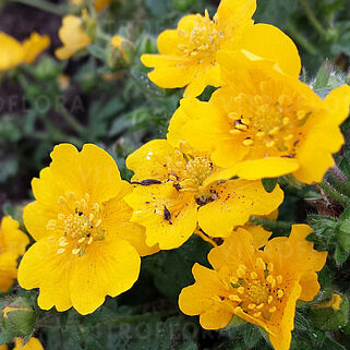 Potentilla aurea