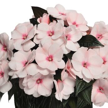 Magnum White Blush