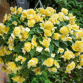 SweetSpice Yellow