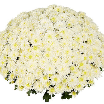 Homerun White