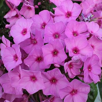 Flame® Pink