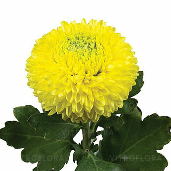 Boris Becker Yellow (Sunny)