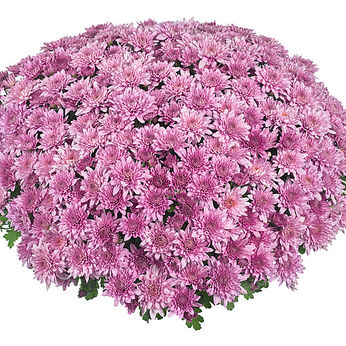 Homerun Pink