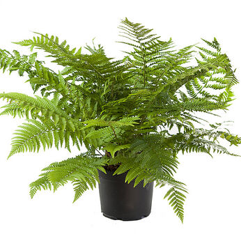 Dryopteris filix-mas