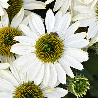 Sunmagic Vintage Pearl White