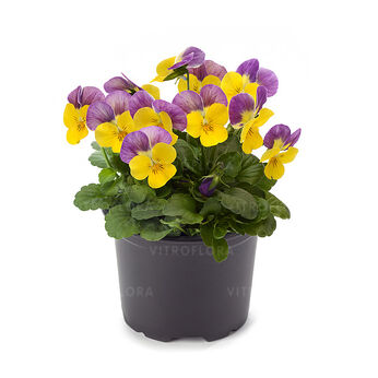 Petit Yellow Pink Jump-Up