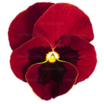 Cornet Red