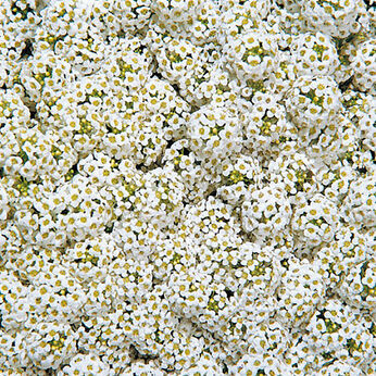 Wonderland White