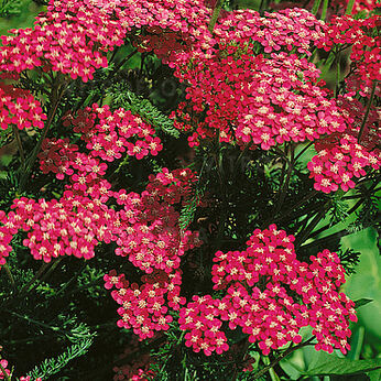 Cerise Queen