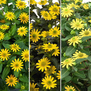 FloraSet Sanvitalia