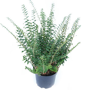 Polystichum acrostichoïdes
