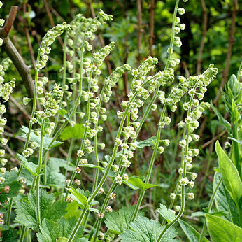 Tellima grandiflora