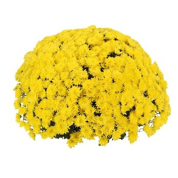 Avalon Yellow
