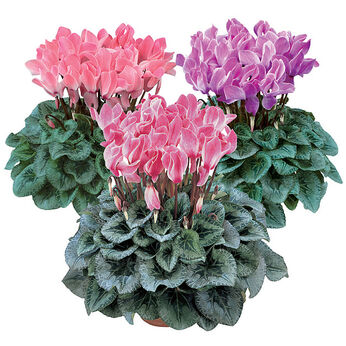 Halios Decora Melange Flamme 2290