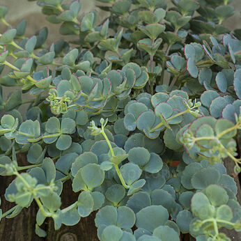 Sedum sieboldii