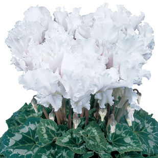 Halios Curly® Blanc 2525 (White)