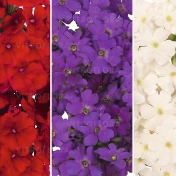 FloraSet Verbena Empress Sun 2