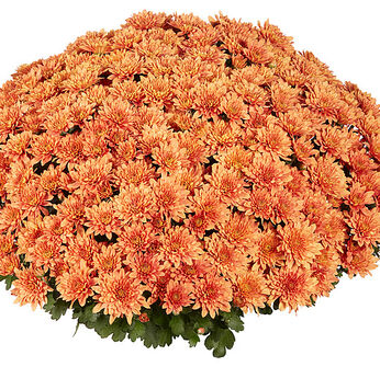 Homerun Orange