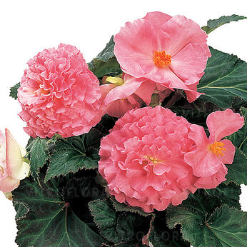 Fortune Pink