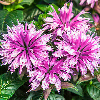 SUGAR BUZZ® Pink Frosting