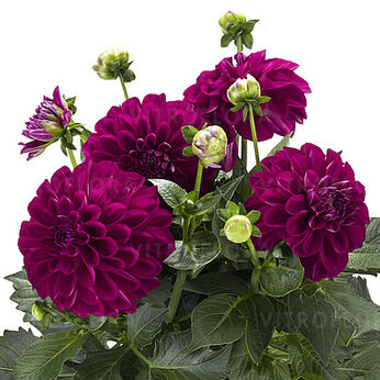 Labella® Grande Magenta Impr.