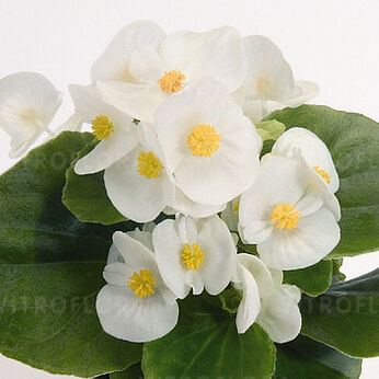 Premium Plus White
