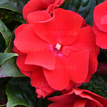 Wild Romance Red