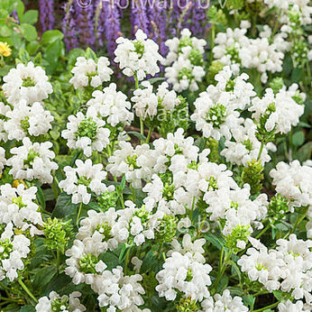 Prunella grandiflora