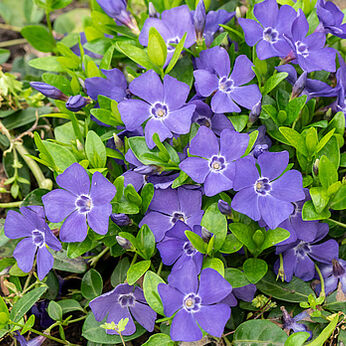 Vinca minor