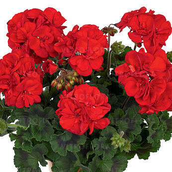 Trendix Dark Green Red
