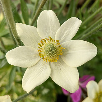 Spring Beauty White