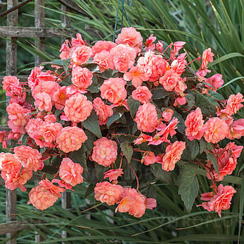 SweetSpice English Rose
