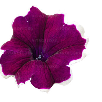 Tea Purple White Edge