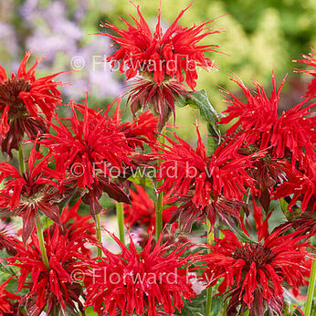 Cambridge Scarlet