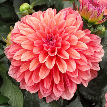 Dahlietta Surprise LILY (Peach & Rose)