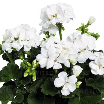 Savannah™ White