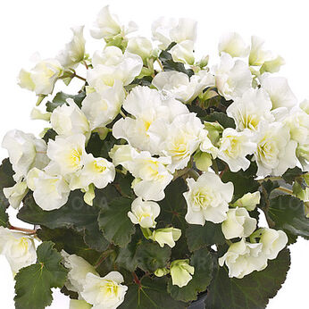 Glory White