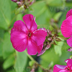 Flame® Purple