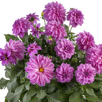 Labella® Maggiore Rose