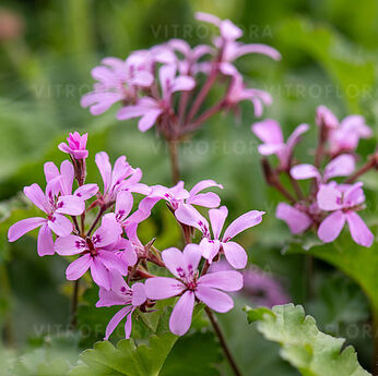 Pink Pinks