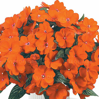 Harmony Orange Blaze