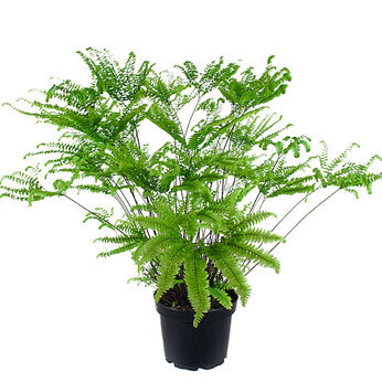 Adiantum pedatum