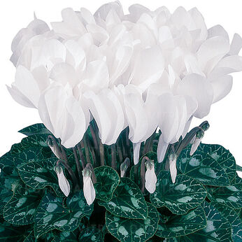 Halios Dhiva Blanc Pur 2620 (Pure White)