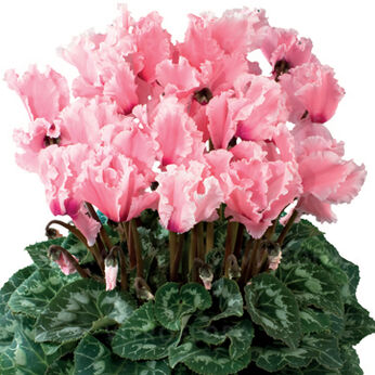 Halios Curly® Rose Saumone & Flamme 2450 (Salmon Rose & Flame)
