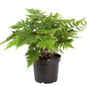 Dryopteris goldiana