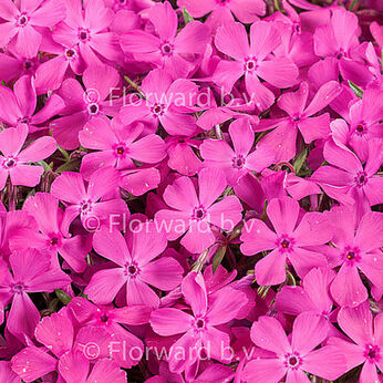 Drummond Pink