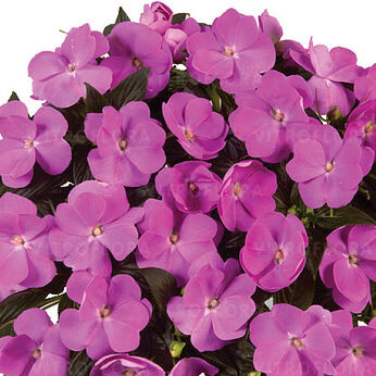 Harmony Dark Lavender