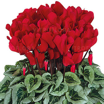 Halios Decora Rouge Evo 2211 (Red Silverleaf Evolution)