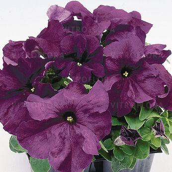 Limbo Deep Purple (Lupo)